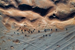 Aerial shot of camels walking in the desert environment in the UAE