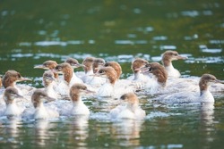 A flock of waterfowl on the river in summer.