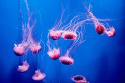 COLORFUL PINK AND VIOLET JELLYFISH SWIMMING ON A BLUE UNDERWATER BACKGROUND