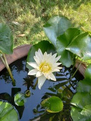 White water Lilly in lotus pond.