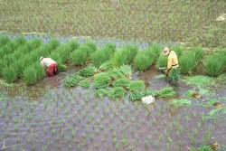 Two farmers, cut and preparing rice seeds for planting in the rice fields, which use the traditional irrigation system, photographed from top, in the morning.