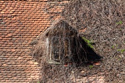 Creepy looking roof window on old country house almost completely covered with dried crawler plants surrounded with small dilapidated roof tiles on warm sunny spring day