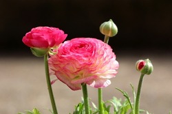 Bunch of Pink Buttercup or Ranunculus Pink herbaceous flowering ornamental plants with brightly coloured densely layered pink flowers that look like large buttercups mixed with elegant