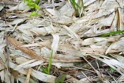 The process of decompose bamboo leaves 