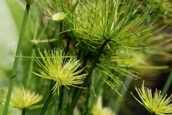 Cyperus papyrus, papyrus, papyrus sedge, paper reed, Indian matting plant or Nile grass, is a species of aquatic flowering plant belonging to the sedge family Cyperaceae, alang alang air