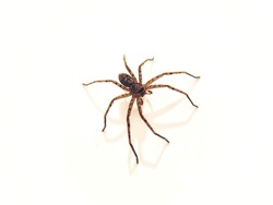 Spiders are classified as arthropods.  or arthopods, as well as insects, millipedes, crabs