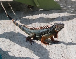 Keywest Iguana on the Beach 2020