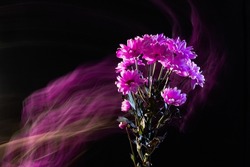 pink chrysanthemums with double exposure, are is not in focus. concept of sadness, lost, ended love, dark moody macro shots, fantasy motion effect, long exposure, motion blur.