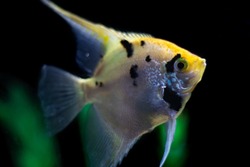 Close up photo of an Angel Fish in fish tank on black with green background. fish is golden with black stripes. Dark blurred background. tropical freshwater aquarium. selective focus.