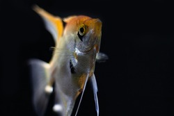 tropical freshwater aquarium.Close up photo of an Angel Fish, Pterophyllum scalare in fish tank. fish is golden with black stripes. Dark blurred background. selective focus.