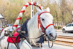 Portrait of beautiful gray mare summer time dressed in equestrian ammunition. horse riding. red harness on horse pulling carriage with passengers children in city center