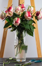 Bouquet of wilted roses in glass vase on dark wooden table. Dead ugly roses on white. depression wilting and death concept.
