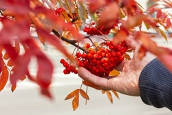 Male hand holding berries outdoors, selective focus with copy space. Red ripe rowanberries with orange leaves in autumn, shallow DOF, bokeh background.Sorbus medicinal plant, bunch of berry on branch.