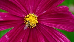 Close up of hover fly on a flower
