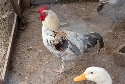 An adult rooster stands and looks to the left in the center of the frame. At the bottom of the photo is the head of a white duck. Birds live in a village on a farm in a chicken coop.
