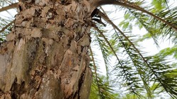 Closeup of Phoenix canariensis trees. Palm tree. 
