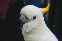 The white cockatoo is a medium sized bird. This bird is almost all white feathers. but The feathers fly and the tail is yellow and On his head there is a large white crest that can be raised.