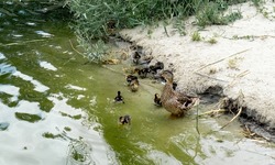 Mother duck leads ducklings to swim in a pond. High quality photo