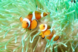                      Two anemone clown fish reminding us why we all love to 'find Nemo'...          