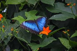 Butterfly at Niagara Butterfly Conservatory, City of Niagara Falls, Ontario Canada