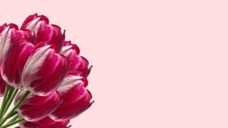Spring banner. Purple pink tulip bouquet on the pink background. Easter and spring greeting card. Woman day concept. Copyspace for text.