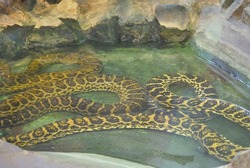 Yellow anaconda (Eunectes notaeus) in the water. In Zagreb Zoo, Croatia.