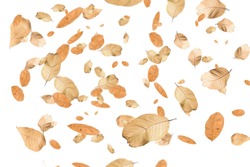  Autumn falling leaves,isolated on white background.