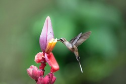 Hermit hummingbird with pink flower