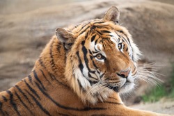 Portrait of male tiger, zoo