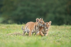 Two tiger babies playing together