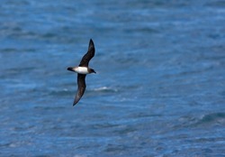Schlegels Stormvogel vliegend; Atlantic Petrel flying