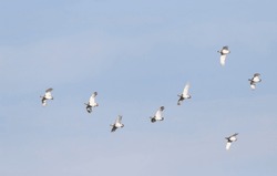 Flock of Little Bustards (Tetrax tetrax) flying over Extremadura, Spain. A species of open grassland and undisturbed cultivation, with vegetation tall enough for sufficent cover.