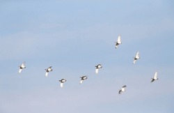 Flock of Little Bustards (Tetrax tetrax) in flight in Extremadura, Spain, during late winter. A species of open grassland and undisturbed cultivation, with vegetation tall enough for sufficent cover.