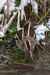 Wintering Jack Snipe, Lymnocryptes minimus, in small ditch with water during cold spell in the Netherlands.
