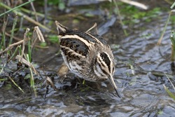 Wintering Jack Snipe, Lymnocryptes minimus, in small ditch with water during cold spell in the Netherlands.