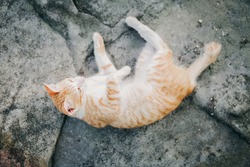 cute cat seep on rock ground