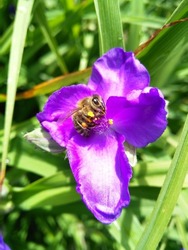 Bee colecting pollen from Tradescantia ohiensis during the beautiful sunny day