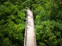Wooden walkway bridge center of rainforest park outdoor with fresh air greenery environment attractive landscape for tourism to travel in summer holiday season weather
