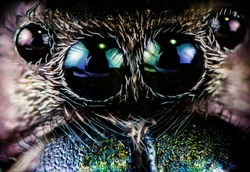 Extreme macro of spiders eyes 