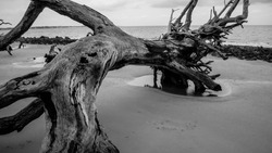 Close up of a dead tree stuck in the sand at Driftwood Beach, Jekyll Island, GA in Black and White/Stuck in the Sand