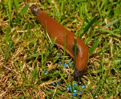 Large brown Spanish snail (arion vulgaris) on grass, close-up. Invasive animal species. A slug eats poisoned bait. Slug bait poisoning.