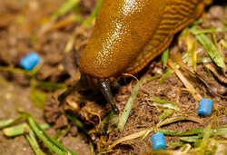 Large brown Spanish snail (arion vulgaris) on grass, close-up. Invasive animal species. A slug eats poisoned bait. Slug bait poisoning.