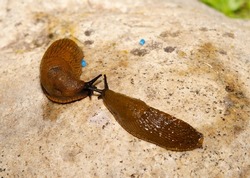 Large brown Spanish snail (arion vulgaris) on stone, close-up. Invasive animal species. A slug eats poisoned bait. Slug bait poisoning.