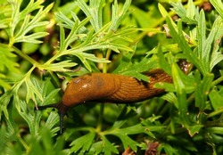 Large brown Spanish snail (arion vulgaris) on rock garden, close-up. Invasive animal species. A slug eats poisoned bait. Slug bait poisoning.