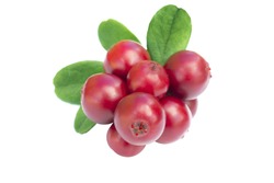 Cowberries - cranberries with leaves on the white background isolated