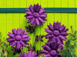 Purple rusted metal flowers against bright green wooden background - texture and gain - bright and bold