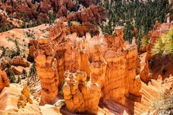 Looking down into Bryce Canyon on sunny day at giant  red spires and hoodoos in bed of shifting sand accented by dark green pine trees