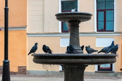 A group of pigeons are bathing in a fountain. Marble sculpture. An old wet pigeon