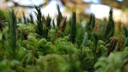 Miniture forest of moss types
