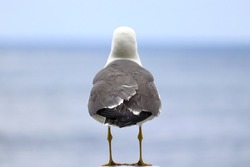 A seagull is lost in thought, looking at the vast ocean. Photo taken in Ulleung Island. 